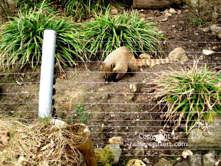 Zoo Aachen, Germany
